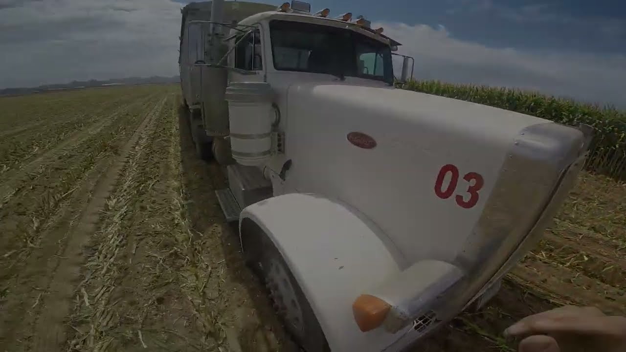 Peterbilt 379 Cummins N14 and John Deere 7750 | Loading Corn Silage(2/2)