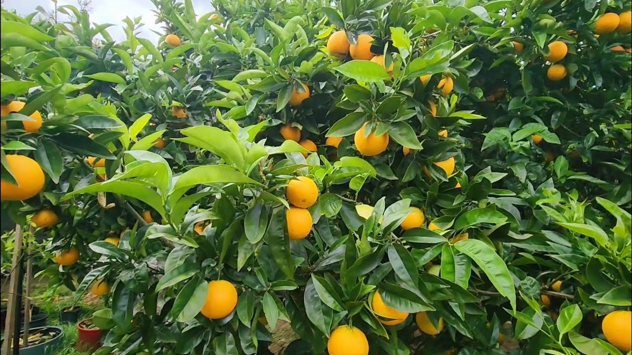 ALL My CITRUS Trees In Spring - How Many Can You Count?