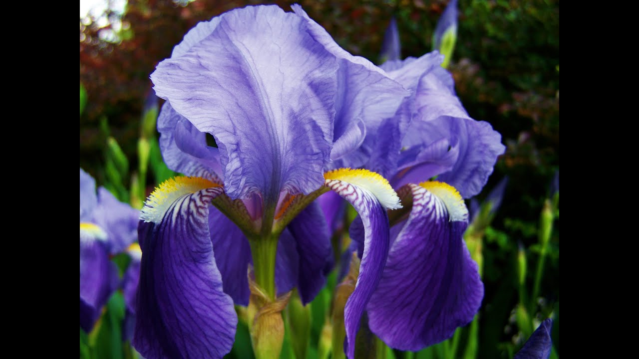 АСМР обзор парфюмчика .Fleur d'Iris Solinotes аромат.