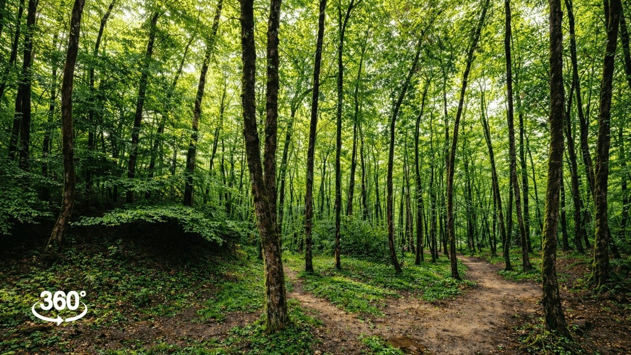 Stop Racing Thoughts. Reset in 98 Seconds | 360° Rainy Forest