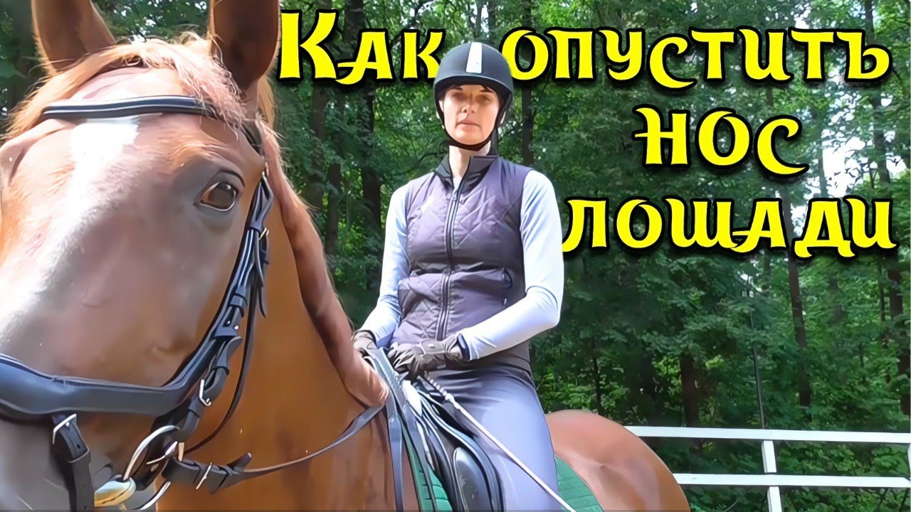 Как опустить лошади голову вниз?