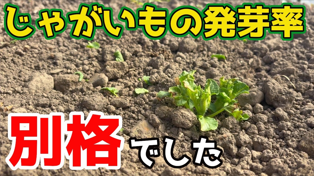 【じゃがいも】たった”これ”をしただけで発芽率に大きな差がでました。【家庭菜園】