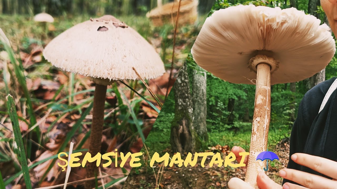 Şemsiye mantarı. Macrolepiota procera.Bu mantarı toplarken nelere dikkat etmeliyiz? #parasol #mantar