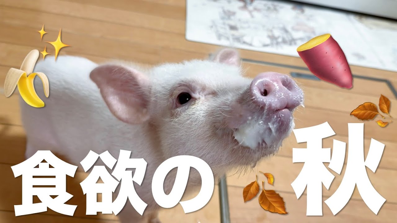 【Daily Vlog】食べ物に本気すぎるマイクロブタが可愛すぎた…🍠🍌🐷
