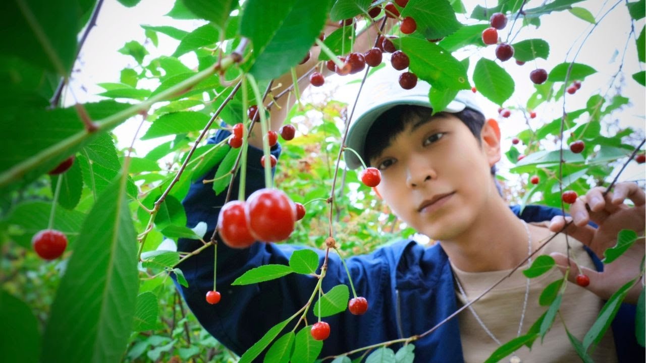 Cherry 🍒 Harvest in Our Summer Garden, Making Berry Ice Cream and Scones | Slow Life in Finland