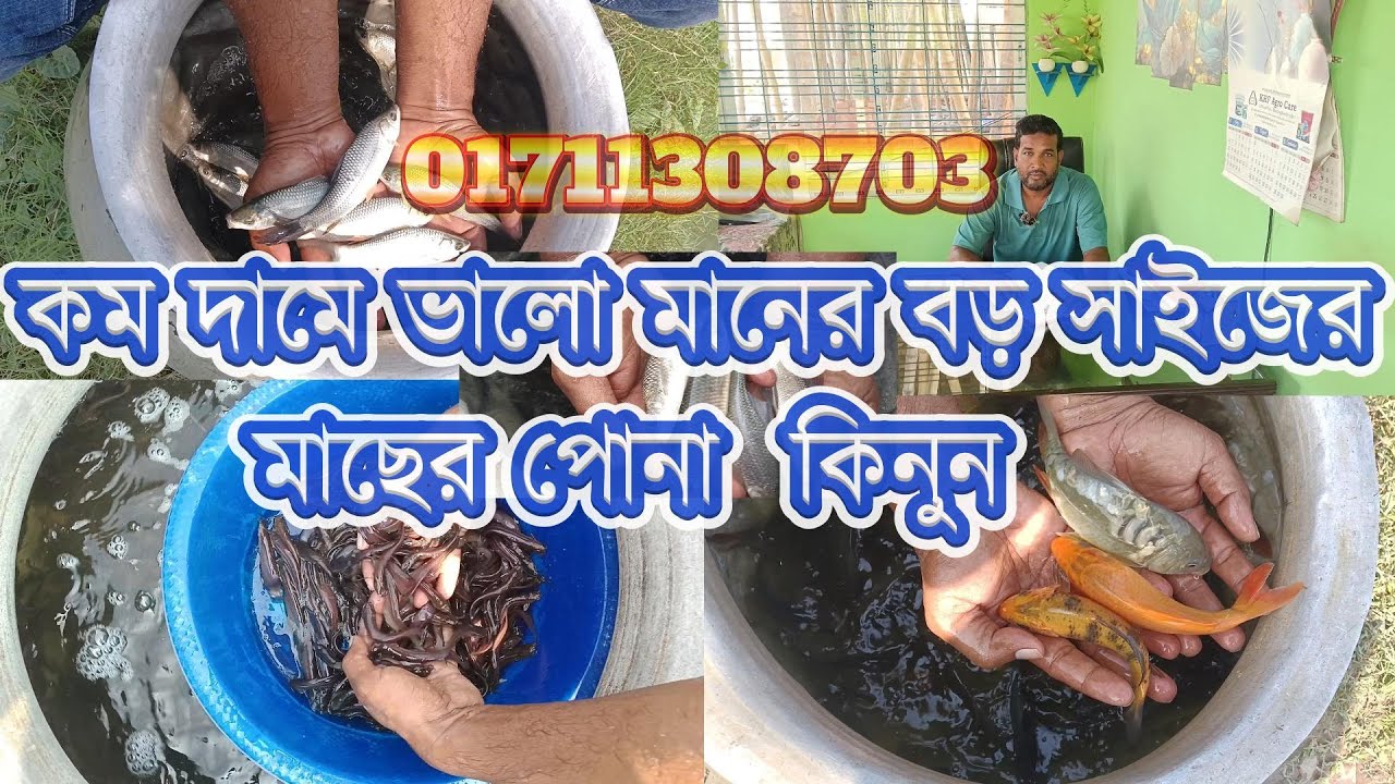 কম দামে ভালো মানের বড় সাইজের মাছের পোনা  কিনুন