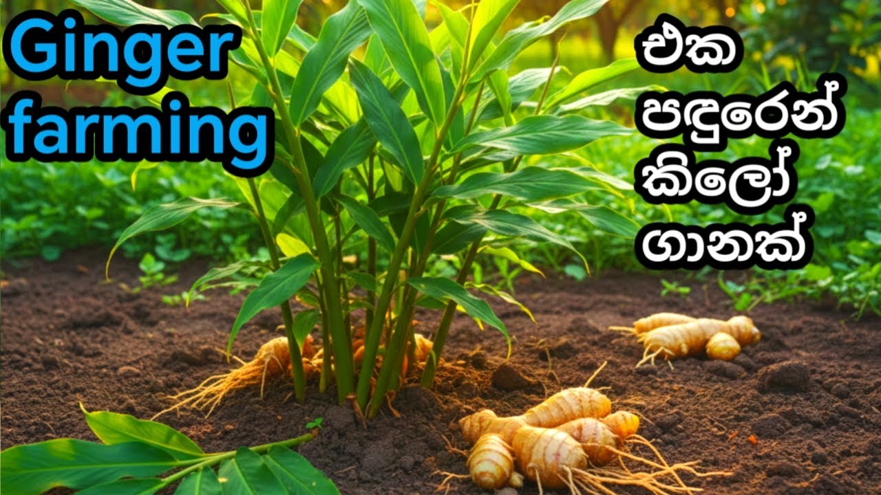 ඉඟුරු වගාව නිවසේම පහසුවෙන් | Ginger Farming at Home 🌱How to Grow Ginger at Home Easily | Ginger fres