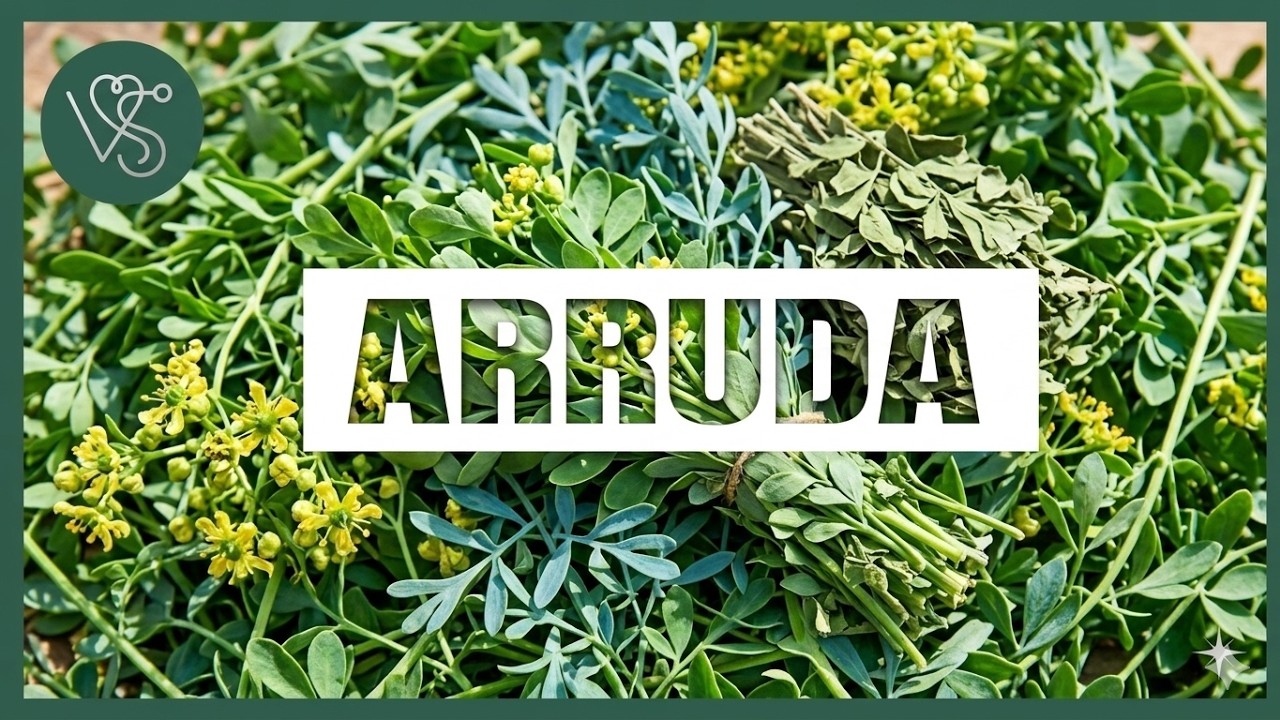 Os 10 Benef&iacute;cios da Arruda Para Sa&uacute;de | Dicas de Sa&uacute;de
