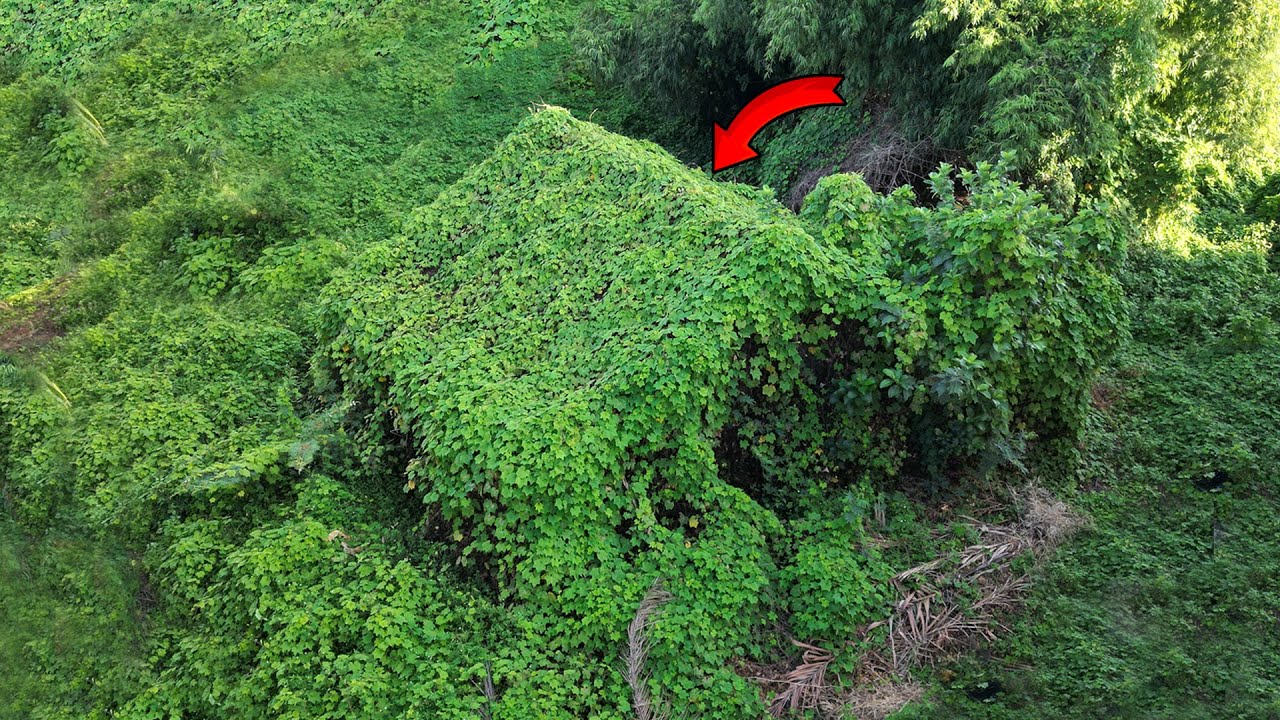 TERRIBLE!  The entire house was swallowed by the giant vegetation | CRAZY TRANSFORMATION
