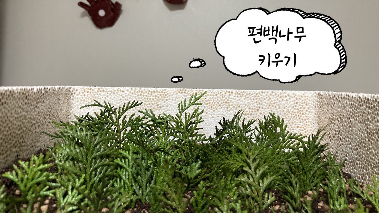 편백나무 키우기(스티로폼 박스에 삽목)