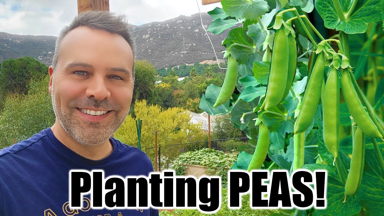 How to Grow Peas