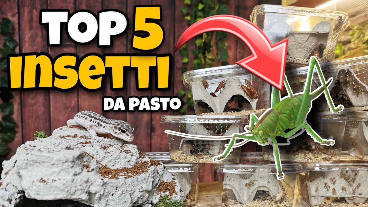 TOP 5 INSETTI DA PASTO