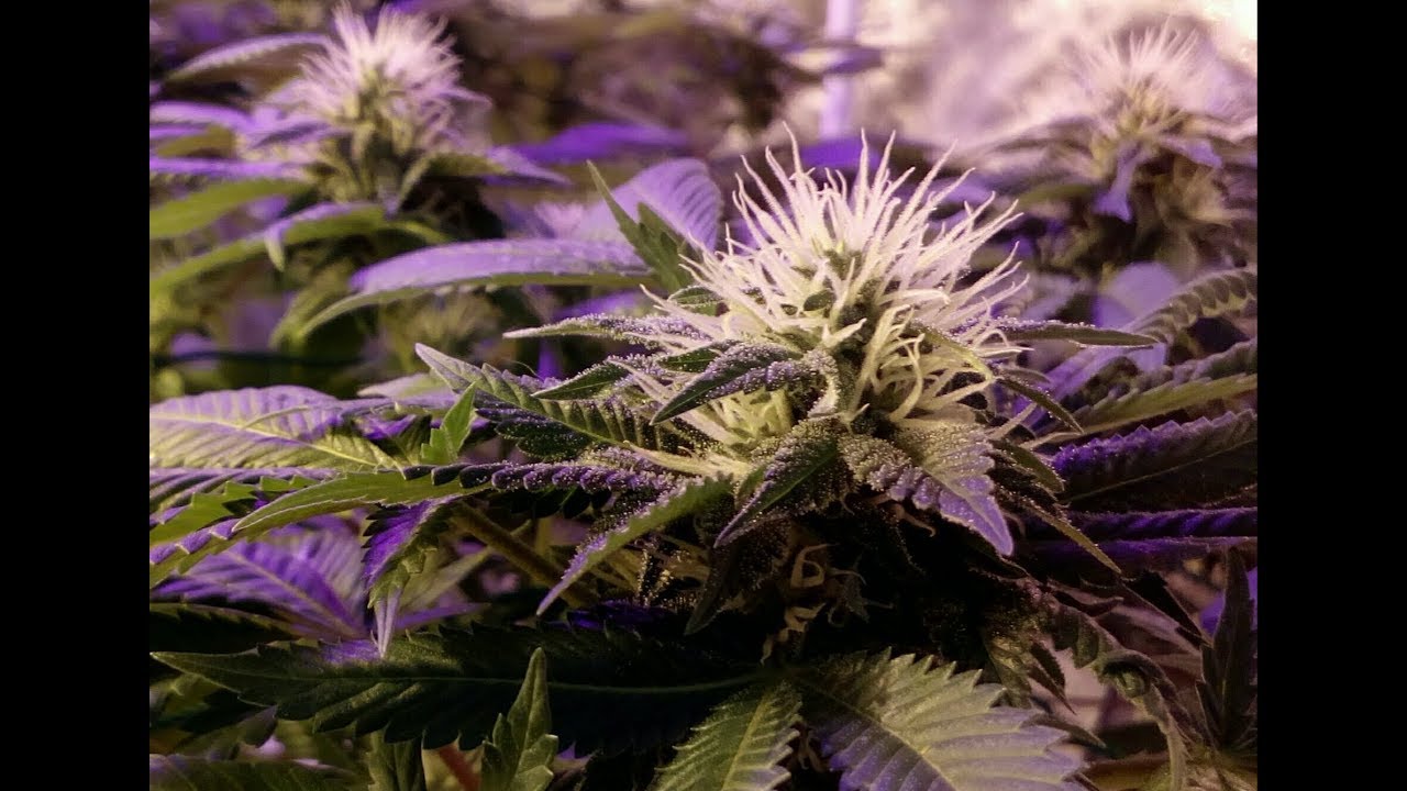 BigBud flower week 4 indoor