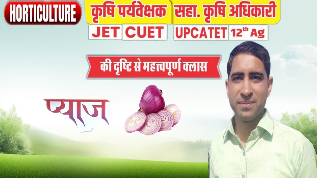 प्याज की फसल 
