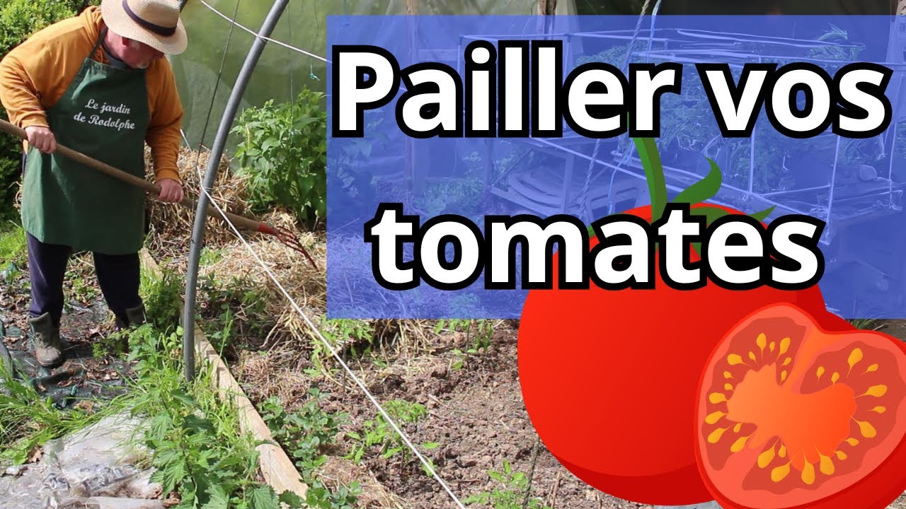 🍅 Comment et pourquoi pailler les tomates ? D&eacute;couvrez tous les secrets !