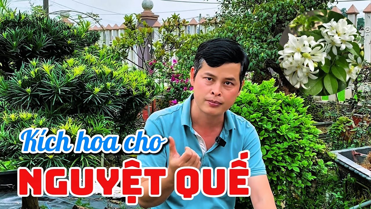 Tại sao cây hoa Nguyệt Quế lại không ra hoa?