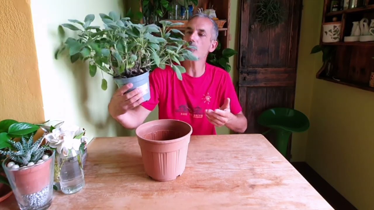 #Salvia come curarla