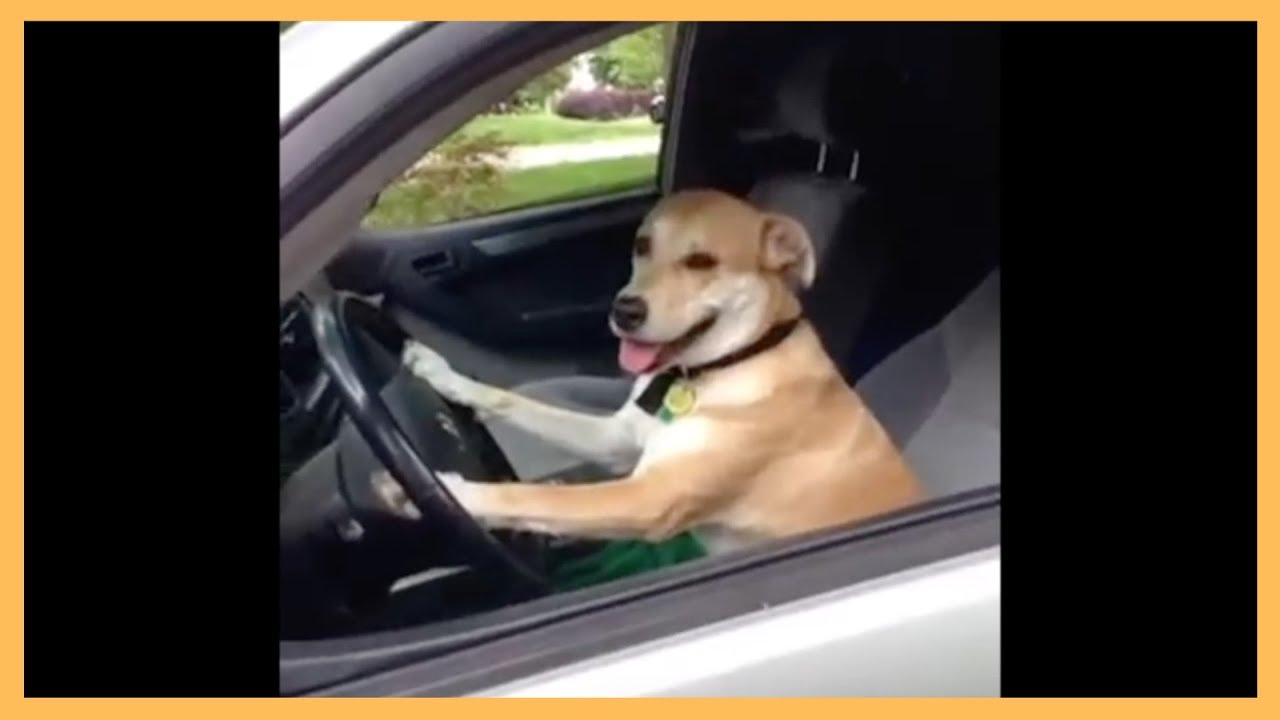 Dog Driving Car Vine - Funny Dog Drive With Car