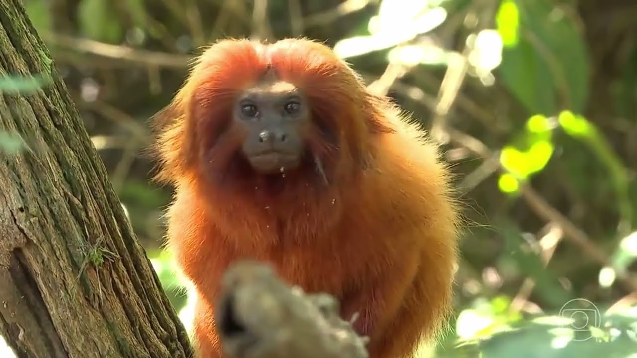 Passagem de Fauna Evita Extinção do Mico-Leão-Dourado