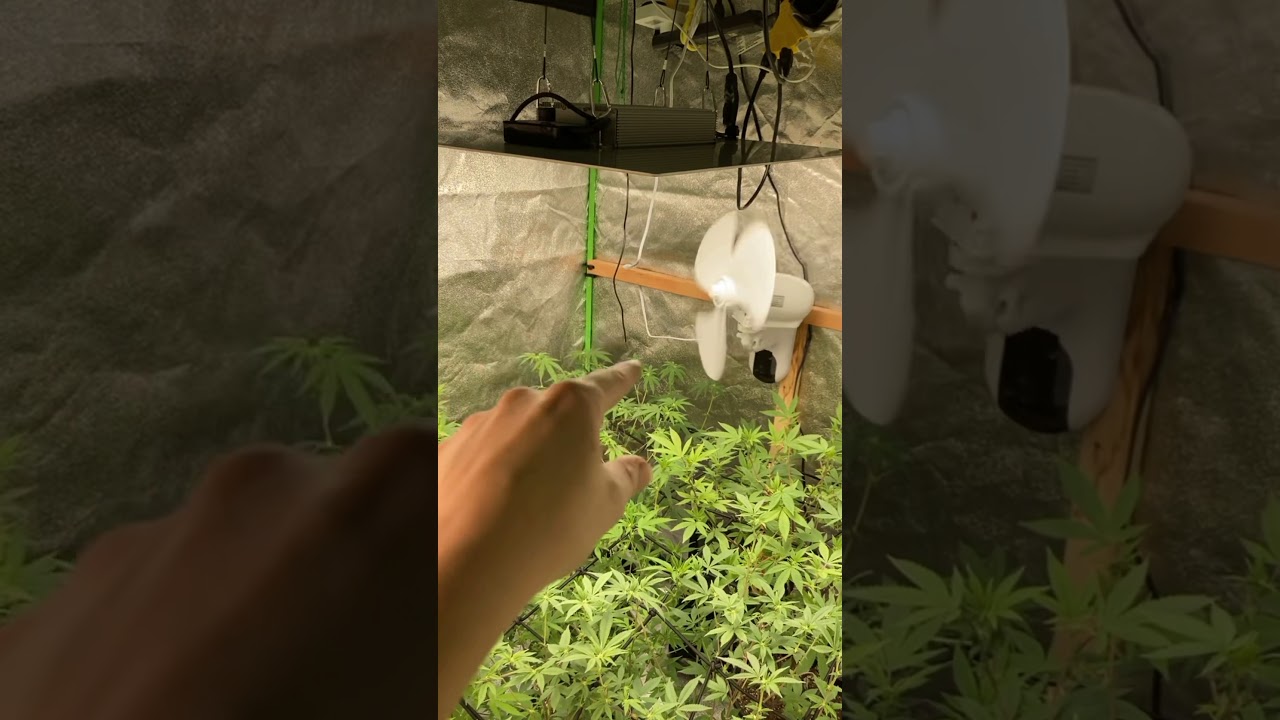 ORGANIC SOIL TIPS!FUNGUS GNAT TIPS💡