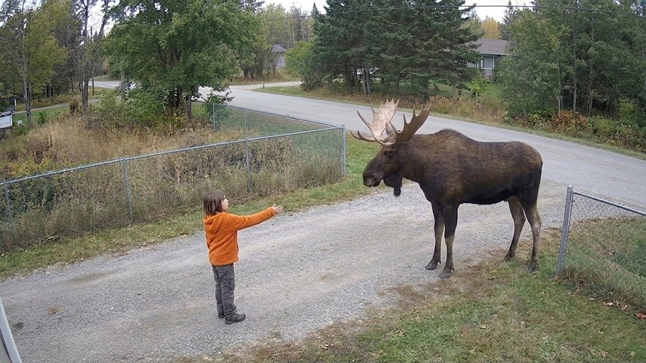 Dangerous Animals Caught Being Friendly