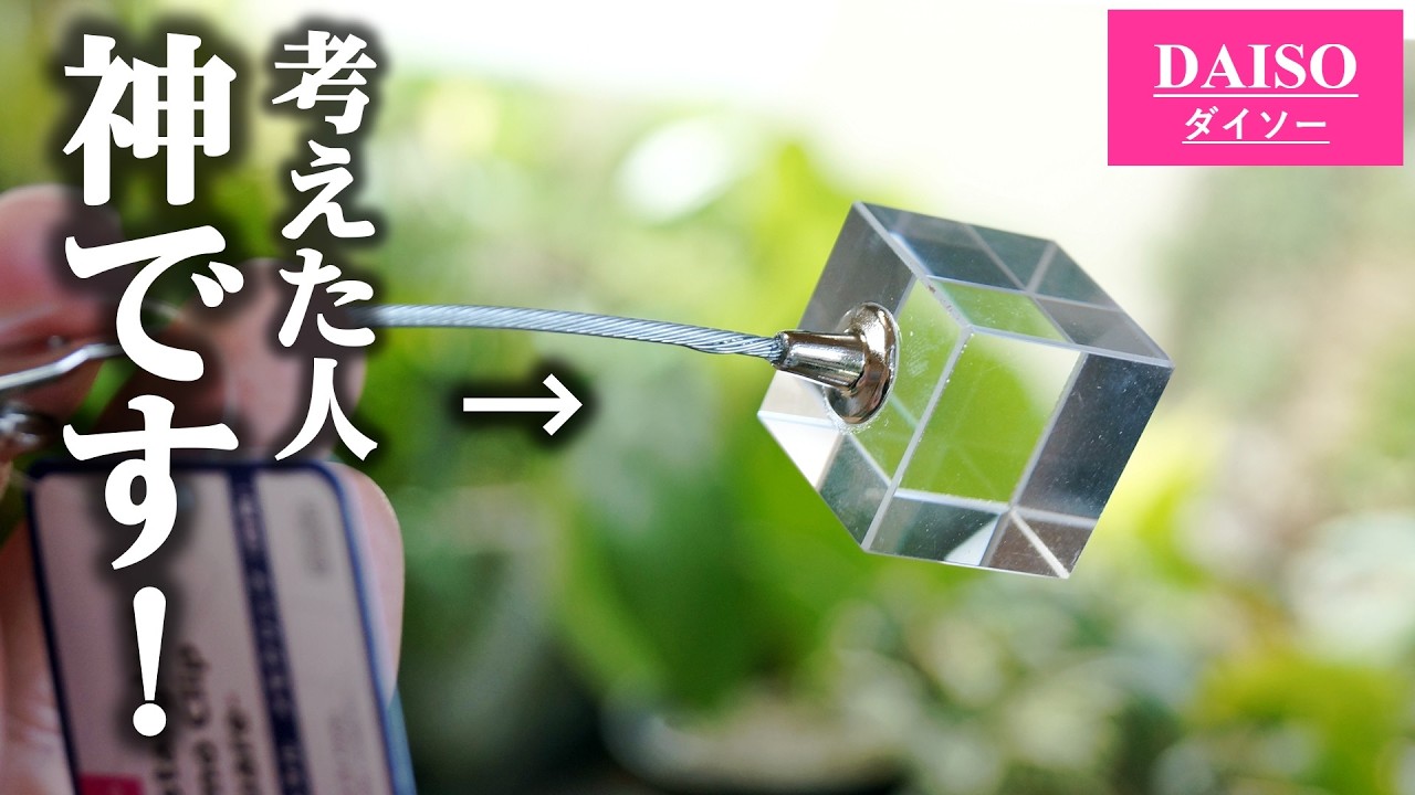 まさかの裏技！ある業界で話題の100均メモクリップを観葉植物に使います♪【エアプランツ】