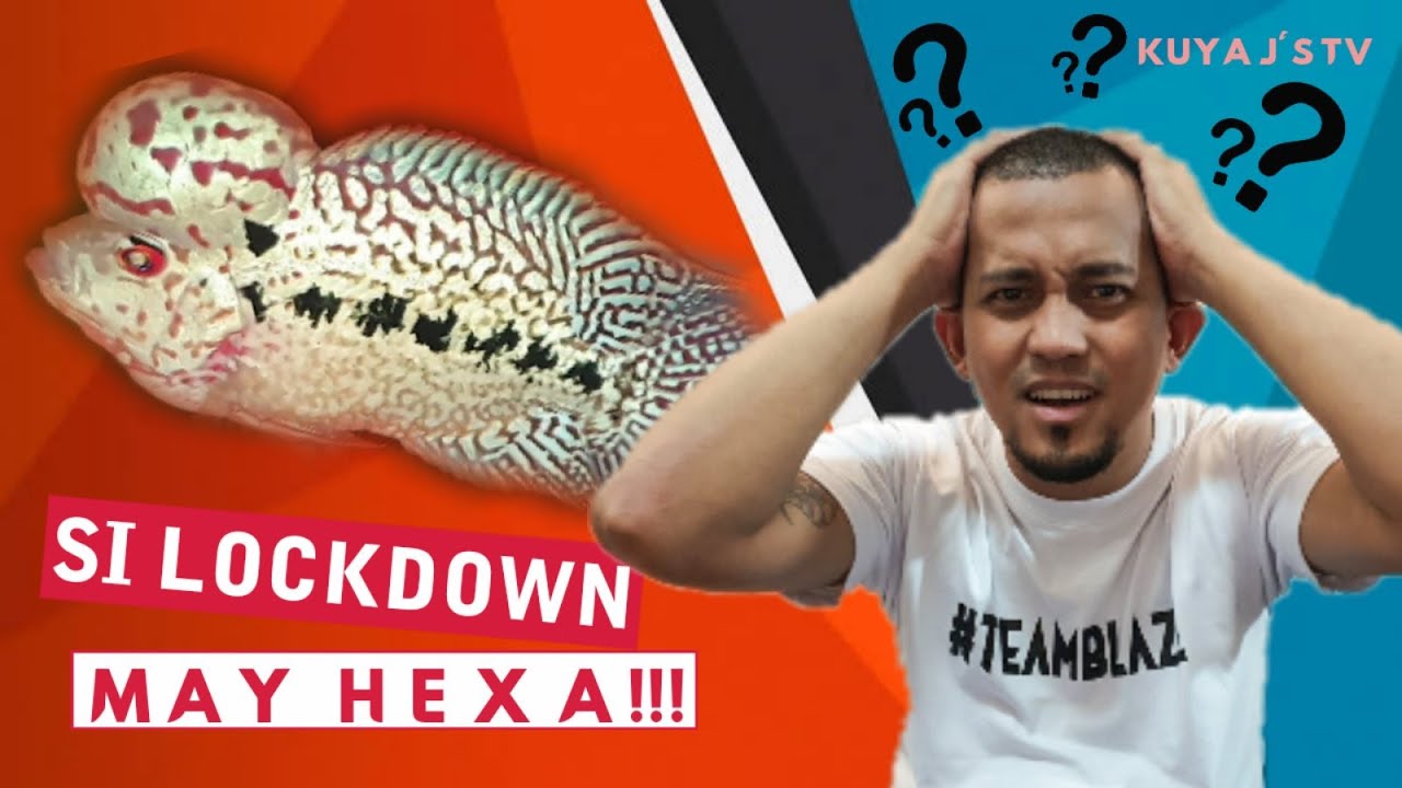 FLOWERHORN HEXAMITA TREATMENT! WHAT TO DO!?