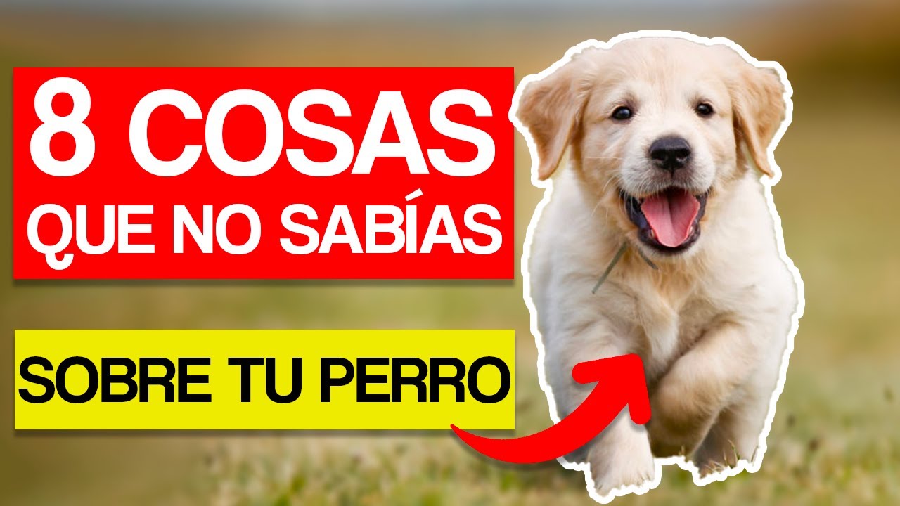 🟢 8 SECRETOS para ENTENDER a MI PERRO 🐶 PSICOLOG&Iacute;A CANINA