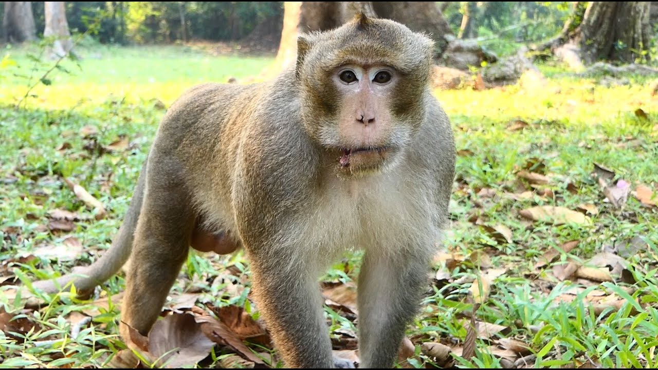 King Alexander explains&hellip; The Monkey Hierarchy