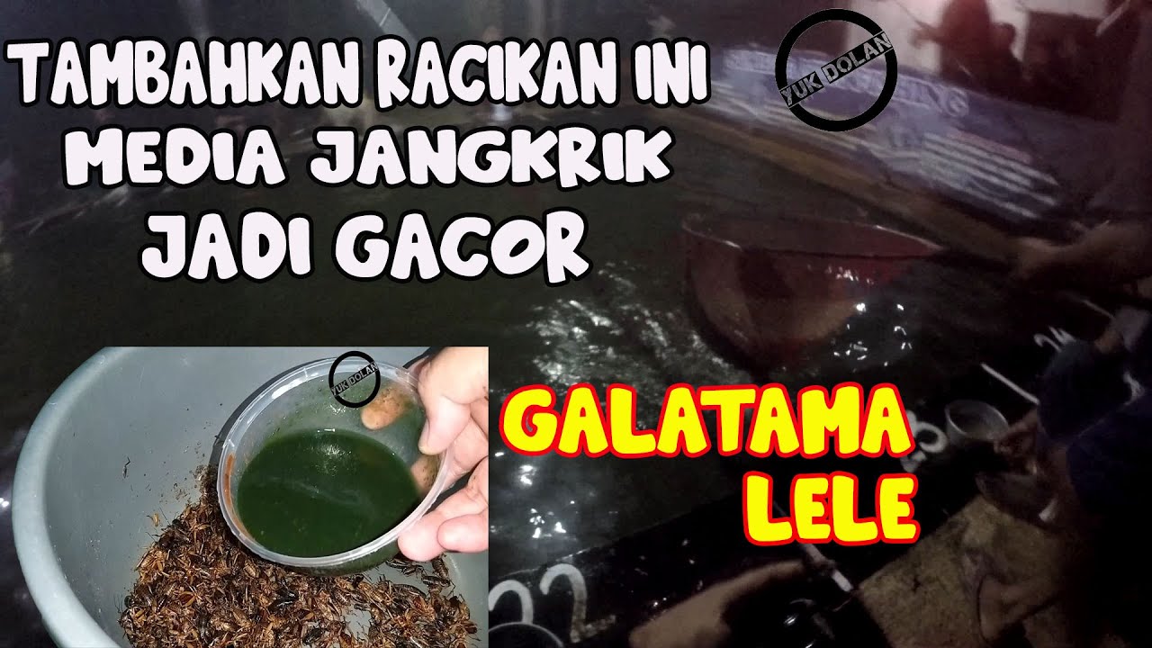 Cara Meracik Umpan Jangkrik Gacor Galatama Lele