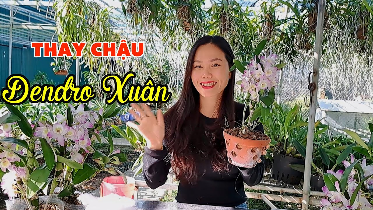 Thay chậu cho Denro xu&acirc;n / Hoa Lan 4U
