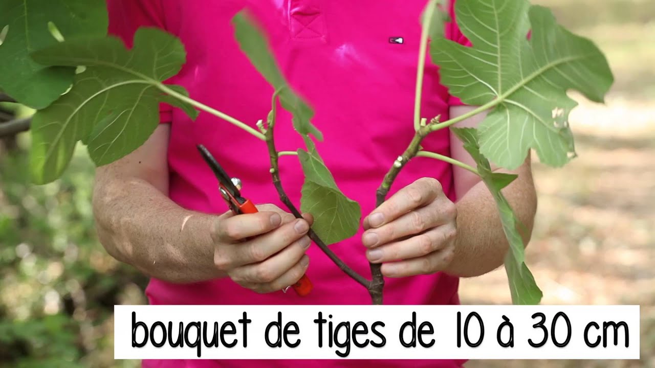 Bouturer le figuier
