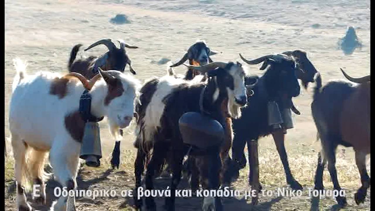 5 - Οδοιπορικό σε βουνά και κοπάδια με τον Νίκο Τομαρά