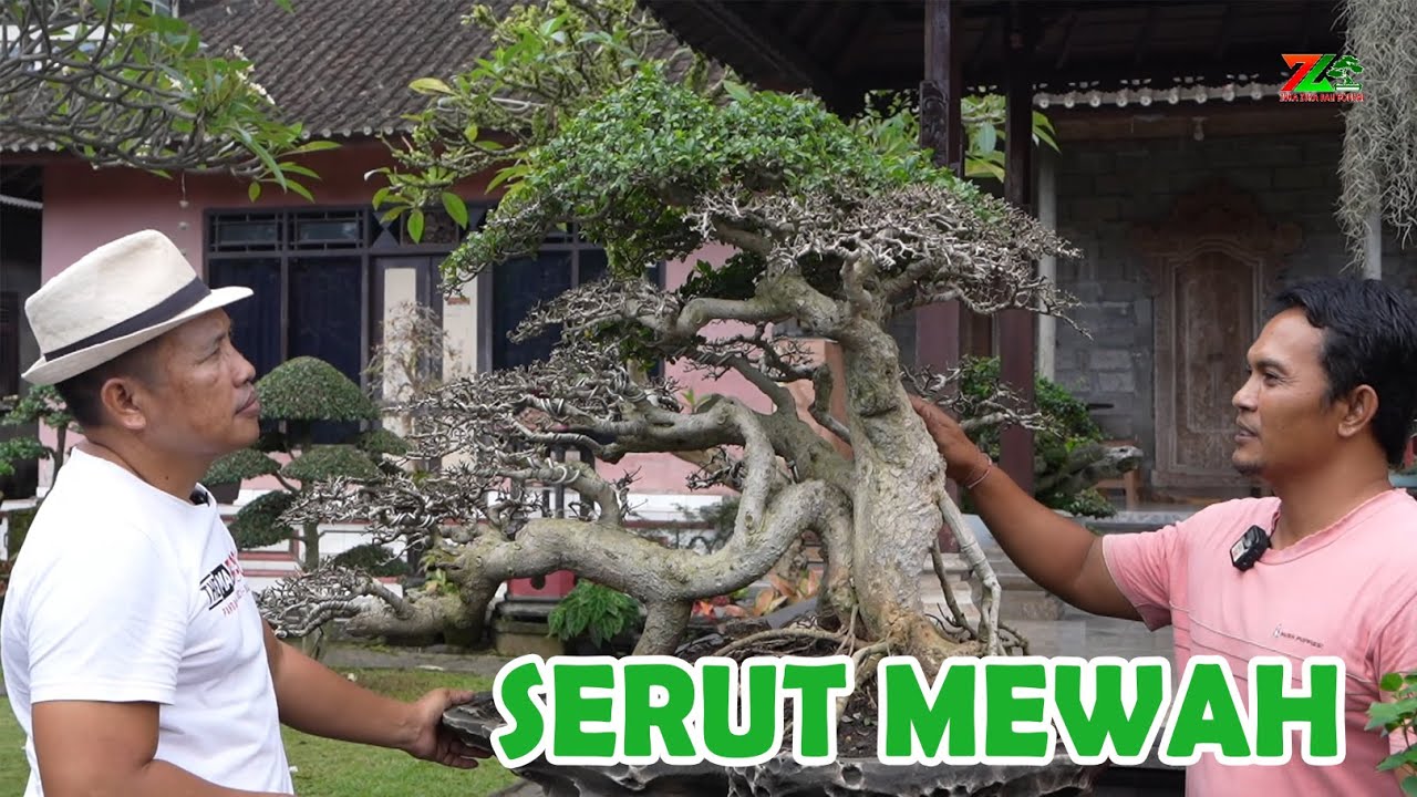 DARI HARGA PEMULA HINGGA KOLEKTOR ADA DISINI