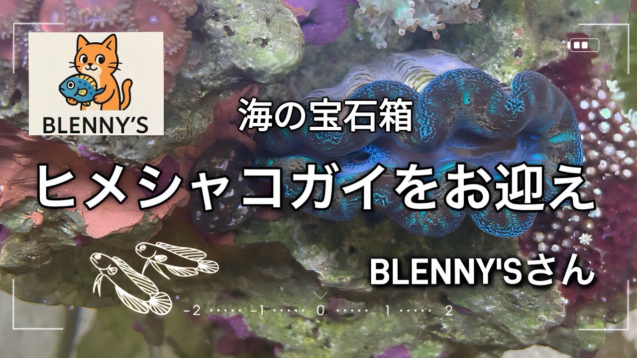 【海水魚水槽】海の宝石箱❀BLENNY'Sさんからヒメシャコガイをお迎え