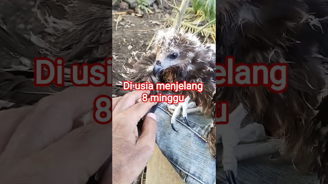 PERKEMBANGAN ANAK ELANG SI BREOR MEMBUAT BINGUNG AWAK.