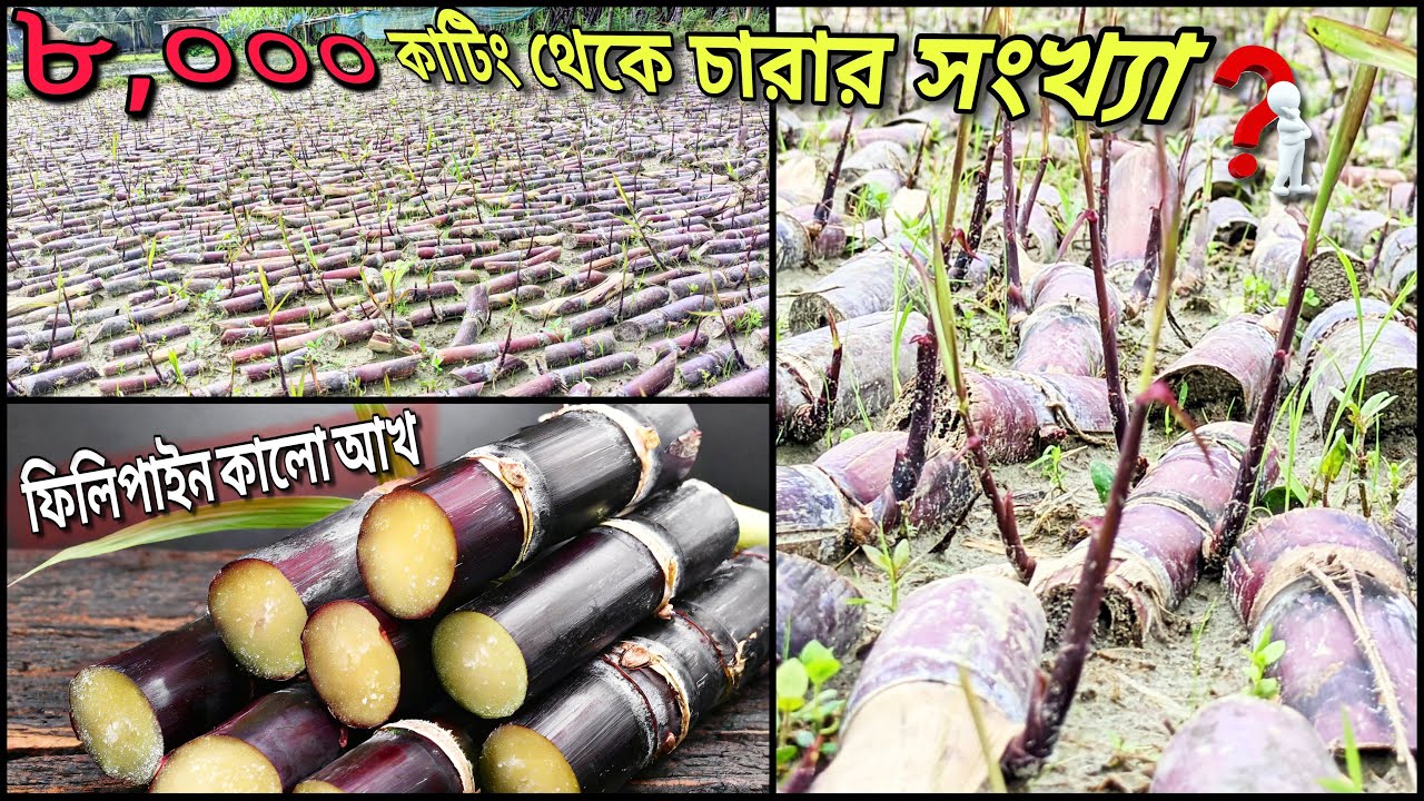 ফিলিপাইন কালো আখ /চারা তৈরি করা /৮,০০০ পিচ কাটিং থেকে কতগুলো চারা হলো? Black Sugarcane farm..