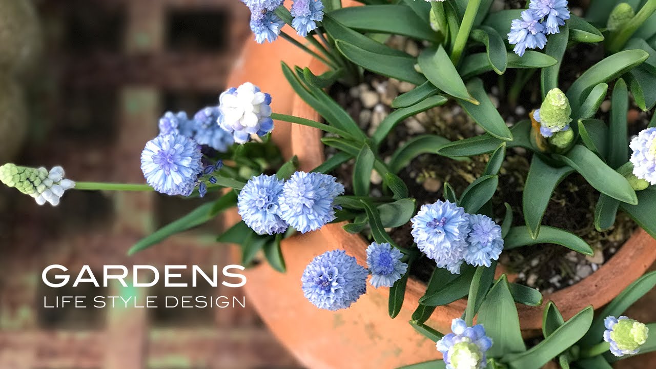 【GARDENS】春が待ち遠しくなる球根の鉢植え | ムスカリとチューリップ | potted bulbs | 【ガーデンズ】