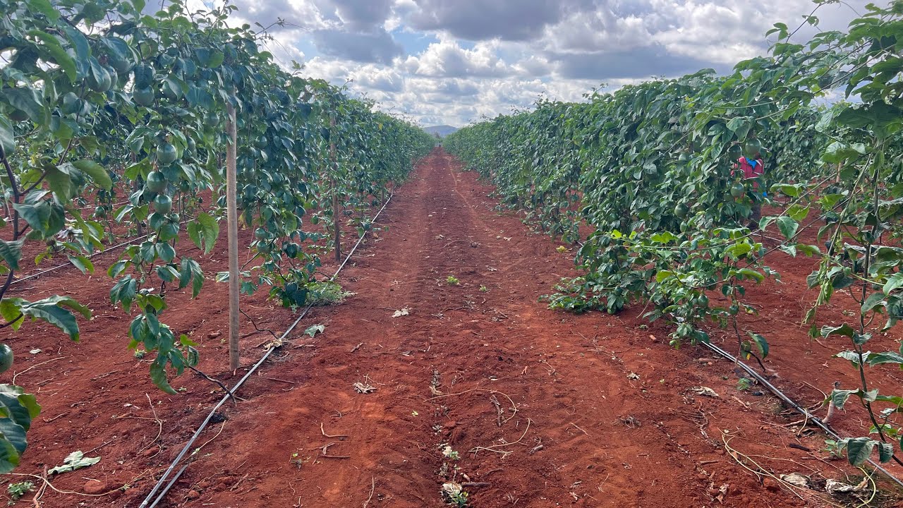Maracujá adensado com 3300 plantas por hectare.
