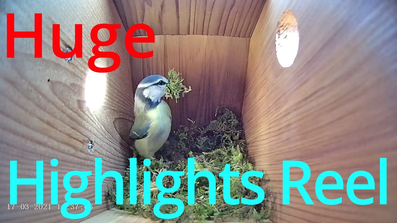 17 March 2021 - Blue tit nest box live camera highlights