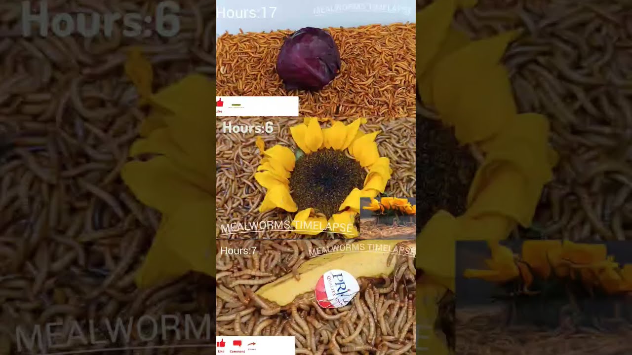 Mealworms Vs Red cabbage, Sunflower, and Banana (Mealworms Timelapse) #food #mealwormfarm #worms