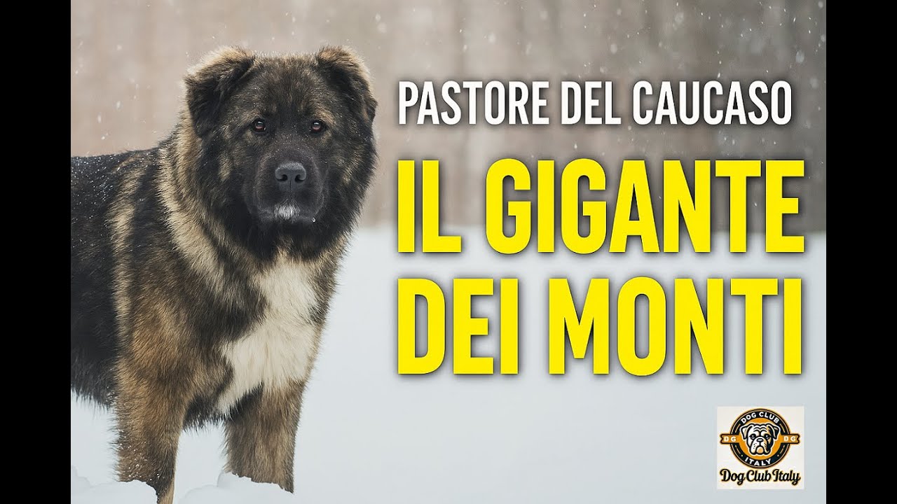 Questo Cane Gigante Ti Sorveglierà Anche Nel Sonno – Il Pastore del Caucaso!  