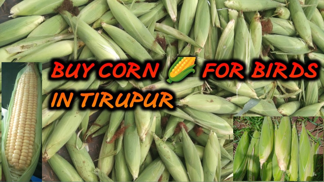 Where to buy corn food for birds in tirupur