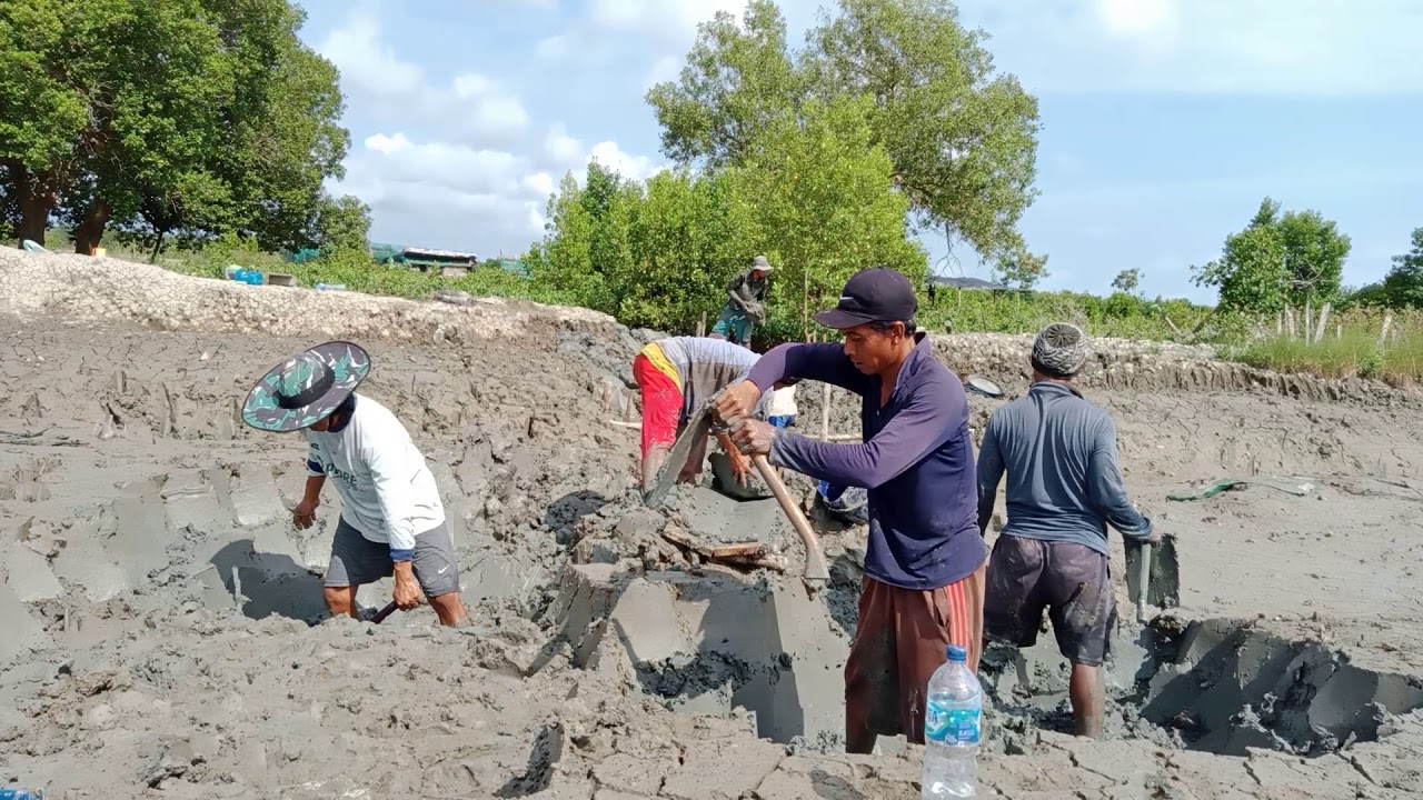 Bergotong-royong untuk memperbaiki tanggul tambak yg jebol.
