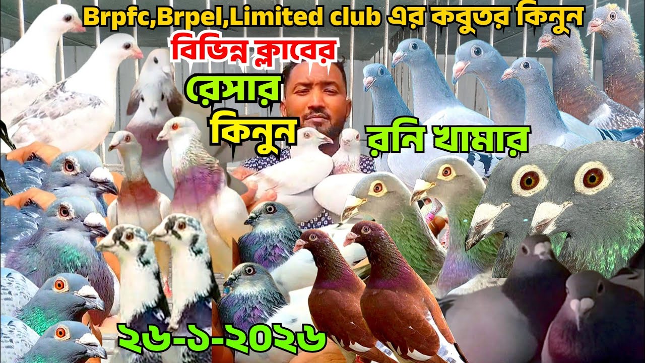  BRPEL,Limited club এর রেসার কবুতর কিনুন,রনির খামার থেকে,বিভিন্ন ক্লাবের রেসার কবুতর দাম জানুন 
