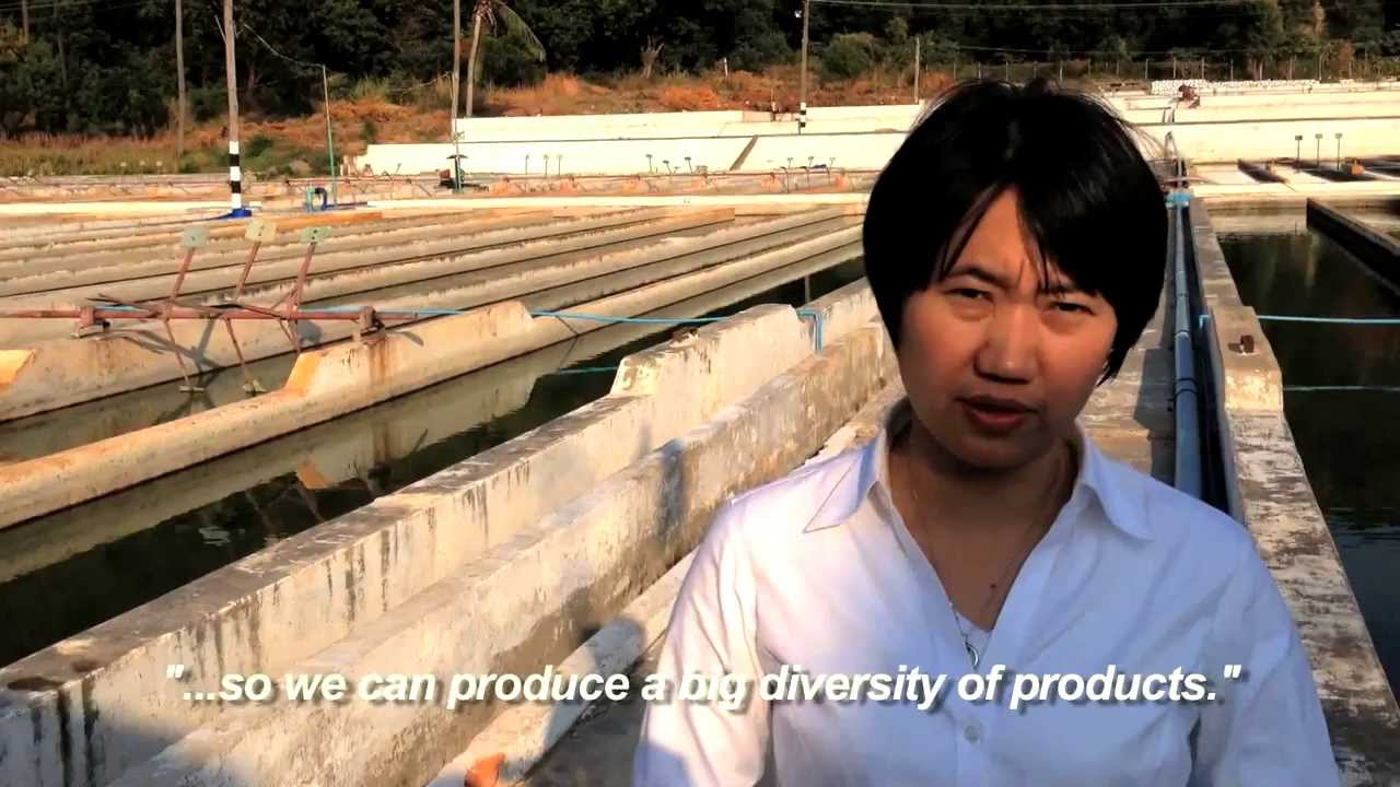 Spirulina In Myanmar • 2013