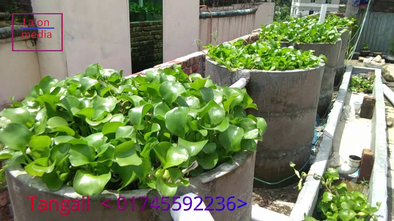 হাউজে মাছ চাষ,Fish farming in the house,hawuje Mac chas