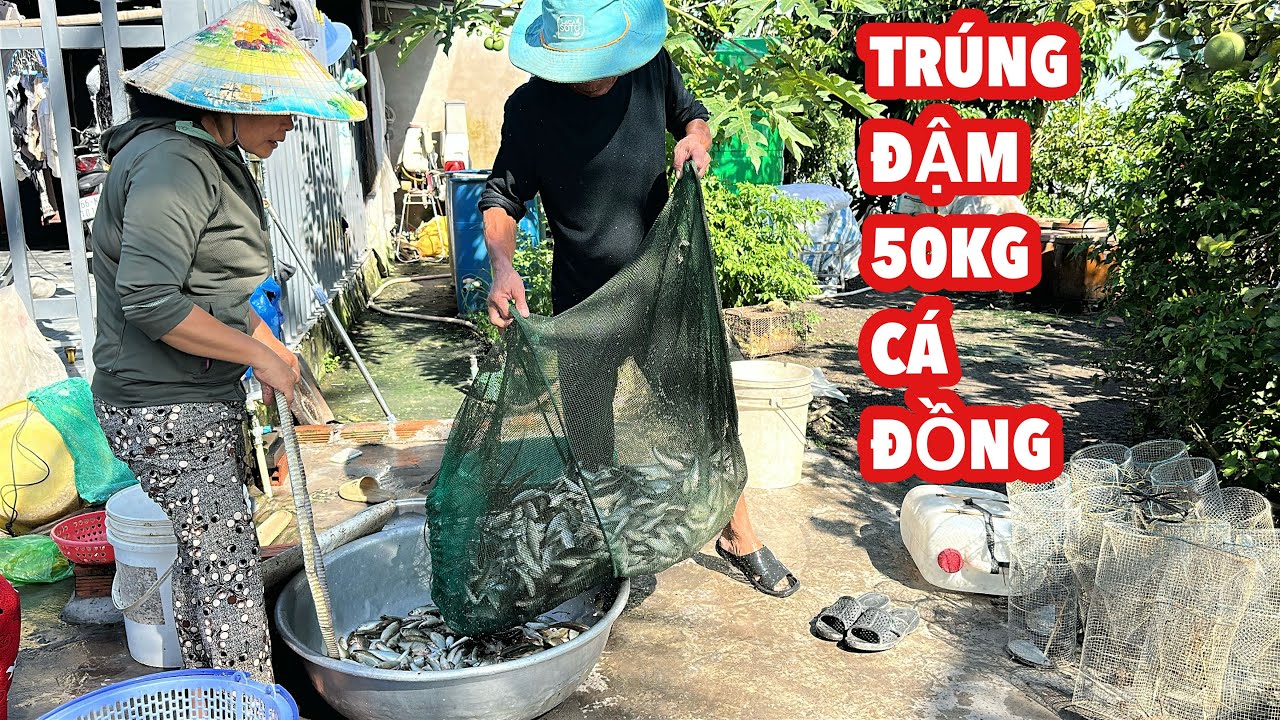 Ông Sáu Trúng Đậm 50Kg Cá • CÁ CHẠCH KHỦNG KHO NGHỆ NƯỚC CỐT DỪA Ngon Nhức Nách| BLĐT
