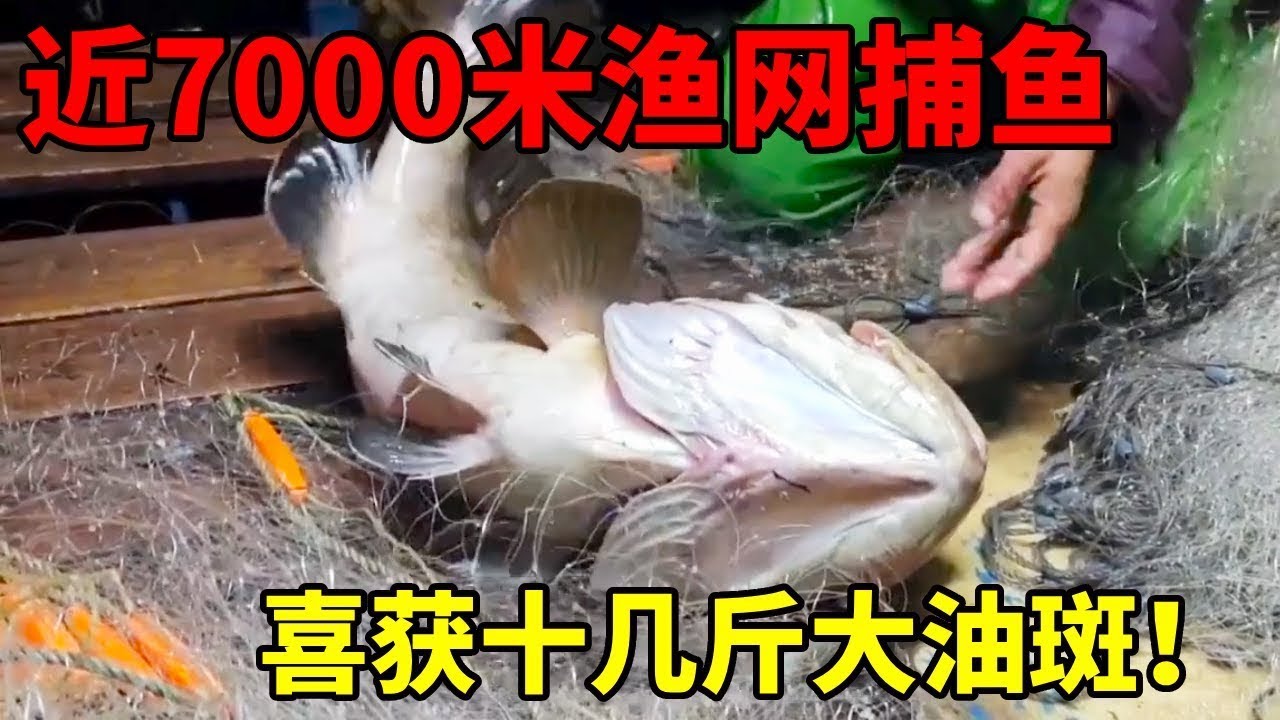 近7000米渔网捕鱼，光这条大油斑就2000+！