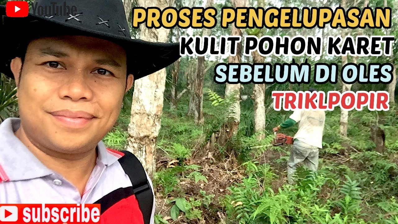 CARA MUDAH MEMBUNUH POHON DI KEBUN SAWIT⁉️PROSES KELUPAS KULIT POHON KARET -ENCIK JUNIANTO CHANNEL